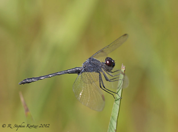 Erythrodiplax berenice, male